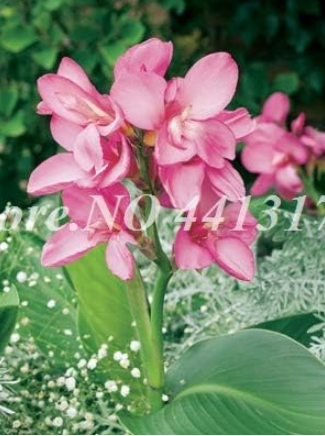 Canna Lily Beautiful Indoor Seed Potted Flowers (Color: 4)