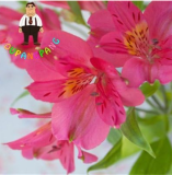 Rare Peruvian Lily Alstroemeria Seeds Beautiful Lilies Flower for Home & Garden