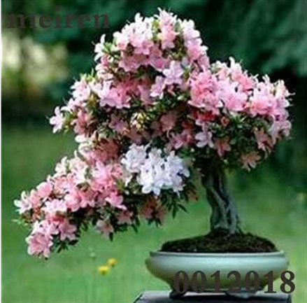 Japanese Azalea Seed, Rhododendron Azalea Easy to Grow - (Color: 23)