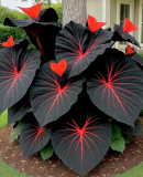 Variegated caladium Seeds a brightly colored evergreen ornamental (Red and Black)
