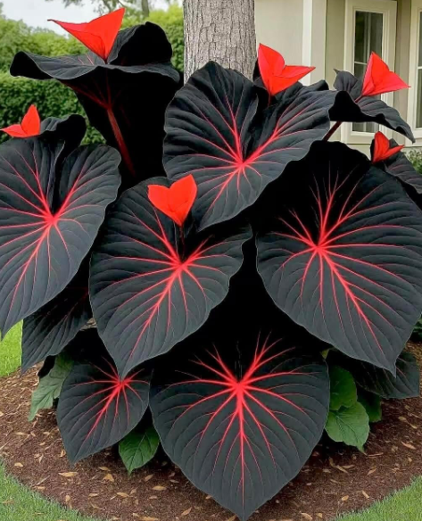 Variegated caladium Seeds a brightly colored evergreen ornamental (Red and Black)