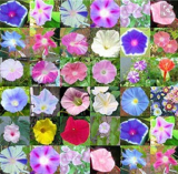 Morning Glory Flower Seeds for Home Garden Planting (Color: mix)