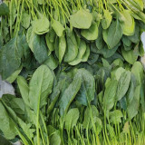 Four Seasons Spinach Seeds - Cold Hardy Fast Growing Greens for Year Round Harvest