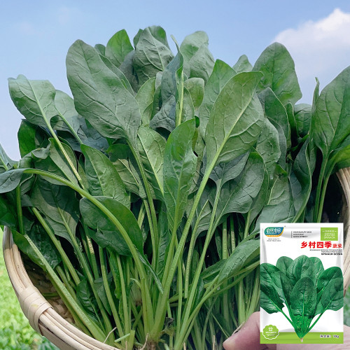 Four Seasons Spinach Seeds - Cold Hardy Fast Growing Greens for Year Round Harvest