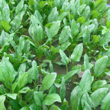 Four Seasons Spinach Seeds - Cold Hardy Fast Growing Greens for Year Round Harvest