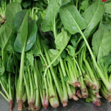 Four Seasons Spinach Seeds - Cold Hardy Fast Growing Greens for Year Round Harvest