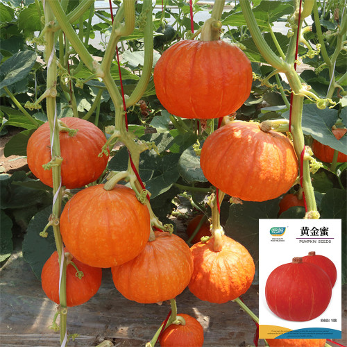Golden Honey Pumpkin Seeds - F1 Hybrid, Sweet Mealy Flesh, Early-Maturing, High-Yield Variety, Edible & Ornamental Value