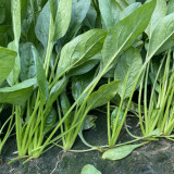 Four Seasons Spinach Seeds - Cold Hardy Fast Growing Greens for Year Round Harvest