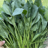 Four Seasons Spinach Seeds - Cold Hardy Fast Growing Greens for Year Round Harvest