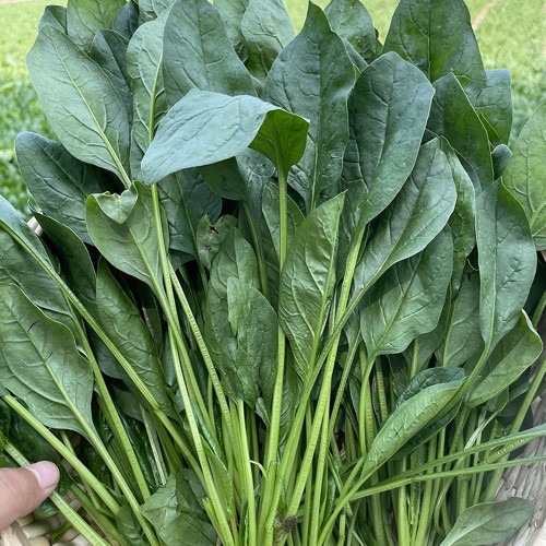 Four Seasons Spinach Seeds - Cold Hardy Fast Growing Greens for Year Round Harvest