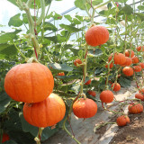 Golden Honey Pumpkin Seeds - F1 Hybrid, Sweet Mealy Flesh, Early-Maturing, High-Yield Variety, Edible & Ornamental Value