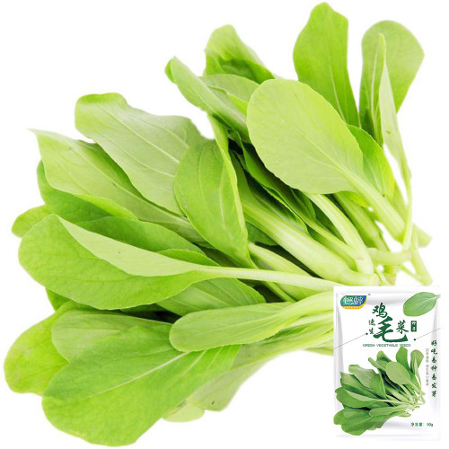 Tender Baby Bok Choy Seeds - Easy Grow Heat & Moisture Tolerant Greens for Home Garden