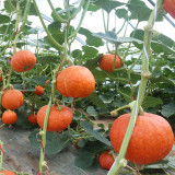 Golden Honey Pumpkin Seeds - F1 Hybrid, Sweet Mealy Flesh, Early-Maturing, High-Yield Variety, Edible & Ornamental Value