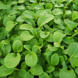 Tender Baby Bok Choy Seeds - Easy Grow Heat & Moisture Tolerant Greens for Home Garden