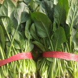 Four Seasons Spinach Seeds - Cold Hardy Fast Growing Greens for Year Round Harvest