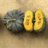 Thai 'Gold Coin' Pumpkin Seeds - High Yield, Disease Resistant, Unique Thai Variety, Sweet Chestnut Flavor, Great Storage