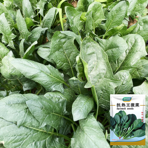 'Heat-Tolerant King' Spinach Seeds - Fast Growing, High Yield Variety for Market Garden
