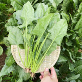 'Heat-Tolerant King' Spinach Seeds - Fast Growing, High Yield Variety for Market Garden