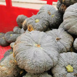 Thai 'Gold Coin' Pumpkin Seeds - High Yield, Disease Resistant, Unique Thai Variety, Sweet Chestnut Flavor, Great Storage