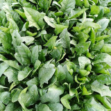 'Heat-Tolerant King' Spinach Seeds - Fast Growing, High Yield Variety for Market Garden