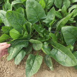 'Heat-Tolerant King' Spinach Seeds - Fast Growing, High Yield Variety for Market Garden