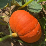 Golden No.2 Pumpkin Seeds - Chestnut Flavor, Mealy Sweet Flesh, High Yield, Early Maturing, Easy Grow