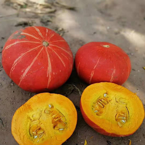Golden No.2 Pumpkin Seeds - Chestnut Flavor, Mealy Sweet Flesh, High Yield, Early Maturing, Easy Grow