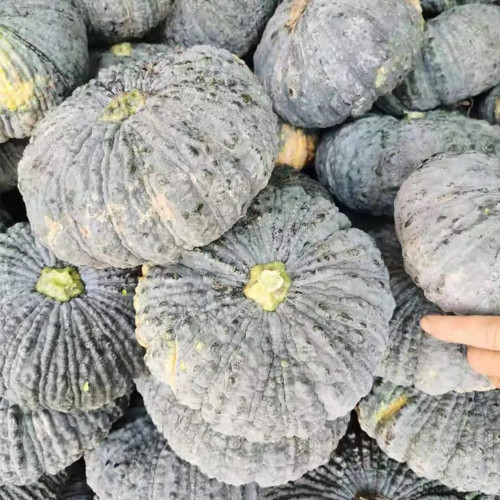 Thai 'Gold Coin' Pumpkin Seeds - High Yield, Disease Resistant, Unique Thai Variety, Sweet Chestnut Flavor, Great Storage