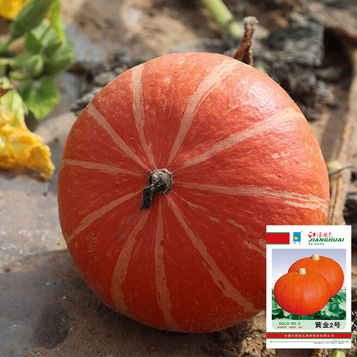 Golden No.2 Pumpkin Seeds - Chestnut Flavor, Mealy Sweet Flesh, High Yield, Early Maturing, Easy Grow