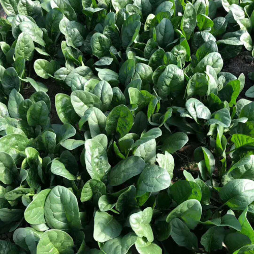 'Heat-Tolerant King' Spinach Seeds - Fast Growing, High Yield Variety for Market Garden