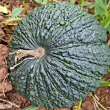 Thai 'Gold Coin' Pumpkin Seeds - High Yield, Disease Resistant, Unique Thai Variety, Sweet Chestnut Flavor, Great Storage