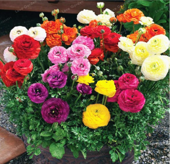 Ranunculus Flower Seeds Balcony Potted Ranunculus Asiaticus Multiple Colors