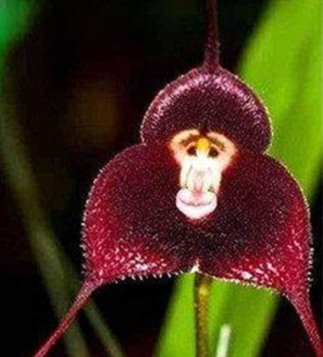 Monkey Orchid Seeds Rare Plants Grand Flower