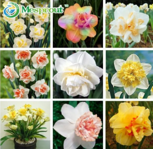 Narcissus Flower Seeds Mixed (Color: 3)
