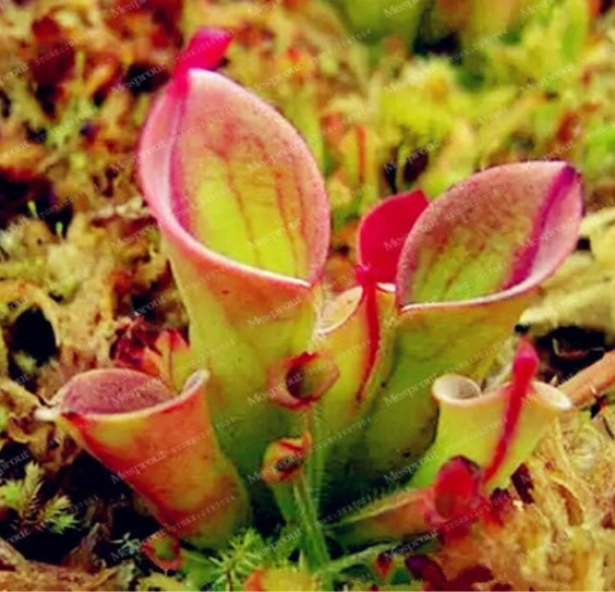 Heliamphora Minor Seeds Carnivorous Plants (Color: 2)