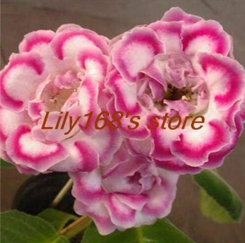 Double-lobed Gloxinia Seed Balcony Family and Garden (Color: A8)