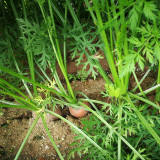 Rainbow Carrot Seeds - Colorful, Nutrient-Rich, Ideal for Home Garden
