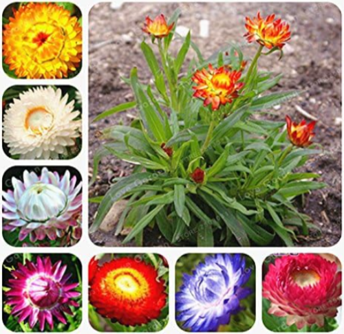 Helichrysum Bracteatum Seed Mix Color Easy Growing (Color: 2)