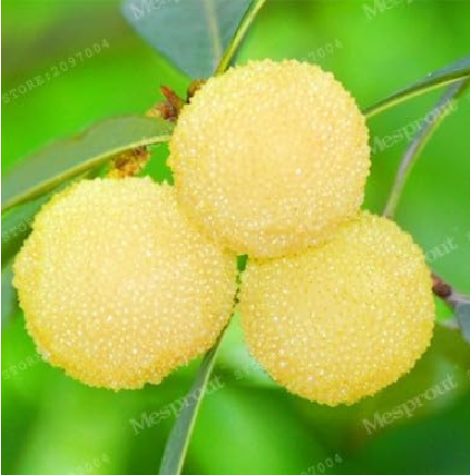 Myrica Rubra Seeds Perennial Arbutus Taste Sweet Fruits