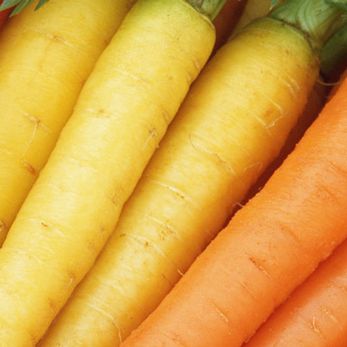 Rainbow Carrot Seeds - Colorful, Nutrient-Rich, Ideal for Home Garden