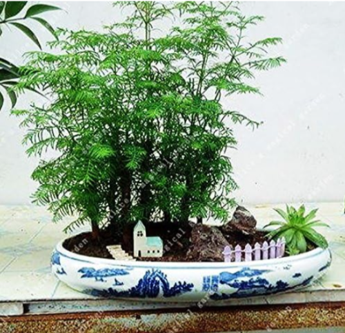 Chinese Metasequoia Tree Redwood Forest Seed