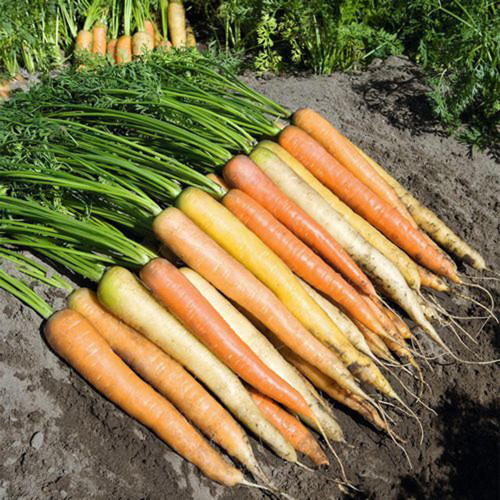 Rainbow Carrot Seeds - Colorful, Nutrient-Rich, Ideal for Home Garden
