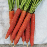 'Beauty Finger' Carrot Seeds - Sweet, Crisp, Rich In Beta-Carotene, Excellent Storage