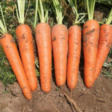 Traditional Five-Inch Carrot Seeds - High in Carotene, Disease Resistant, Easy to Grow