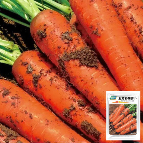 Five-Inch Ginseng Carrot Seeds - High-Yield, Disease Resistant, Vibrant Red Flesh & Minimal Cracking