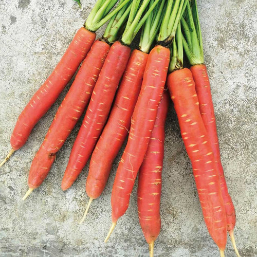 'Beauty Finger' Carrot Seeds - Sweet, Crisp, Rich In Beta-Carotene, Excellent Storage