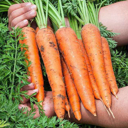 Traditional Five-Inch Carrot Seeds - High in Carotene, Disease Resistant, Easy to Grow