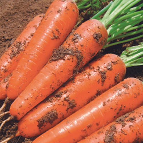 Five-Inch Ginseng Carrot Seeds - High-Yield, Disease Resistant, Vibrant Red Flesh & Minimal Cracking