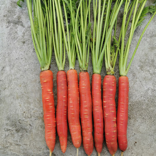 'Beauty Finger' Carrot Seeds - Sweet, Crisp, Rich In Beta-Carotene, Excellent Storage