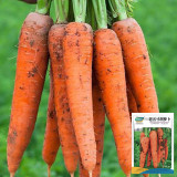 Traditional Five-Inch Carrot Seeds - High in Carotene, Disease Resistant, Easy to Grow